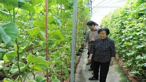 吃瓜心声真千金有秘密免费,真千金背后的惊人秘密大公开 第3张 吃瓜心声真千金有秘密免费,真千金背后的惊人秘密大公开 第3张